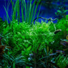 Bunch Water Wisteria (Hygrophila Difformis)