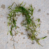 Bunch of Najas Guppy Grass