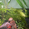Bunch Hornwort