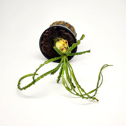 Potted Crinum Calamistratum