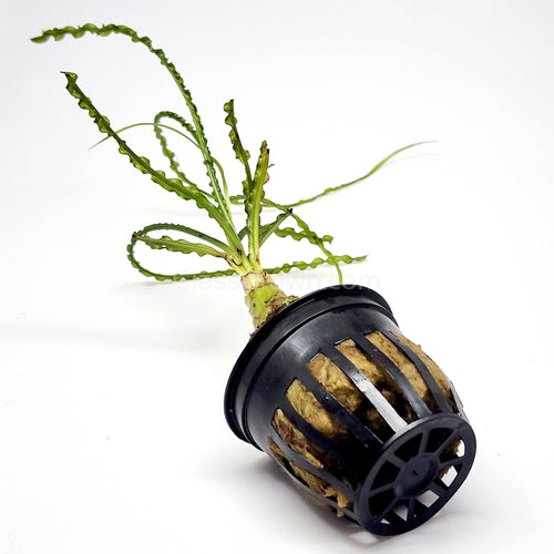 Potted Crinum Calamistratum