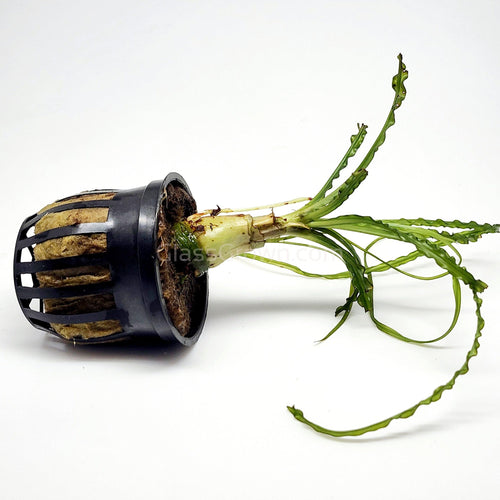 Potted Crinum Calamistratum