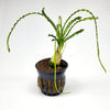 Potted Crinum Calamistratum