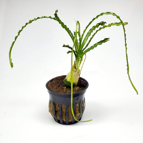 Potted Crinum Calamistratum