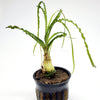Potted Crinum Calamistratum