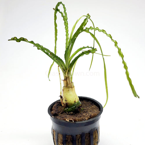 Potted Crinum Calamistratum