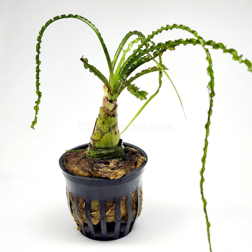 Potted Crinum Calamistratum