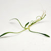 Cryptocoryne Parva