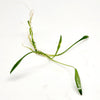 Cryptocoryne Parva