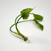 Cryptocoryne Pontederiifolia