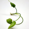 Cryptocoryne Pontederiifolia