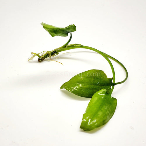 Cryptocoryne Pontederiifolia