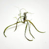 Cryptocoryne Retrospiralis