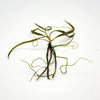 Cryptocoryne Retrospiralis