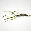 Cryptocoryne Retrospiralis