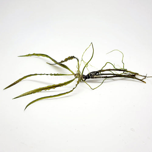 Cryptocoryne Retrospiralis