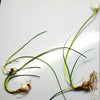 Dwarf Water Onion Bulb (3 pack)