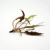 Cryptocoryne Undulata