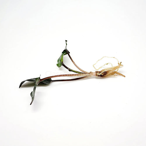 Cryptocoryne Wendtii