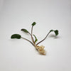 Cryptocoryne Wendtii