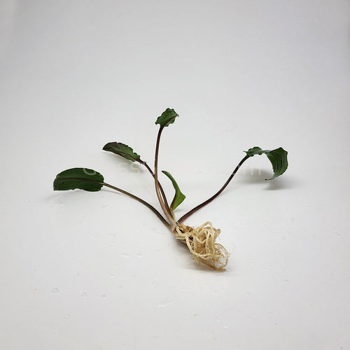 Cryptocoryne Wendtii