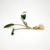 Cryptocoryne Wendtii