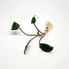 Cryptocoryne Wendtii