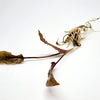 Cryptocoryne ' Mi Oya'