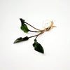Cryptocoryne Wendtii