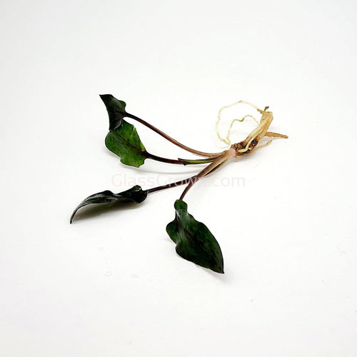Cryptocoryne Wendtii