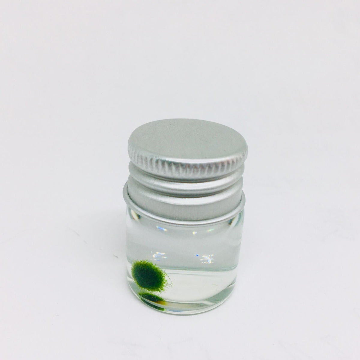 Super Mini Baby Marimo Moss Ball Kit Mini Moss Ball - Audubon, NJ ...