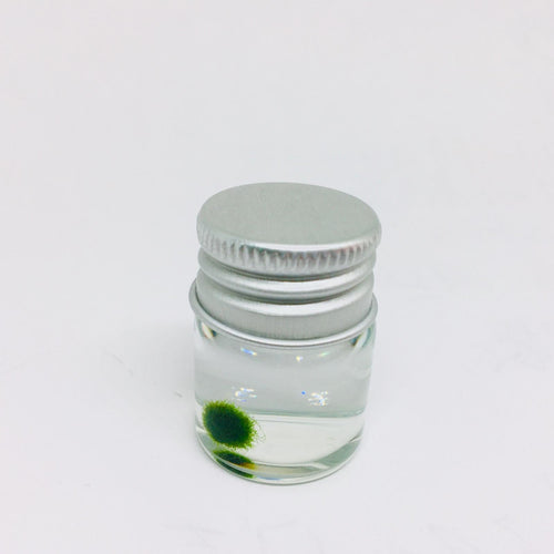 Gift for kids party bulk under $10/each: Marimo moss ball
