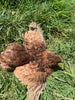 Red Range Coturnix Quail Hatching Eggs