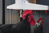 The Chicken Fountain®