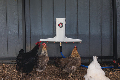 The Chicken Fountain®