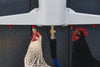 The Chicken Fountain®