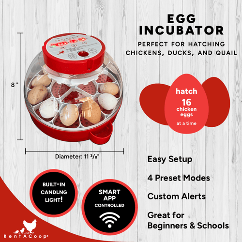 RentACoop 16-Egg Smart Incubator – App Controlled