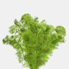 Cabomba caroliniana (Green Cabomba)