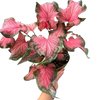 Caladium Red Flash | Bold Red & Green Tropical Foliage Plant | House Plant Shop