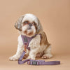 3-in-1 City Dog Leash - Lilac Gray