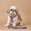 SoHo Dog Harness - Lilac Gray