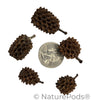 Casuarina Cones