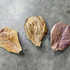 Catappa Indian Almond Leaves
