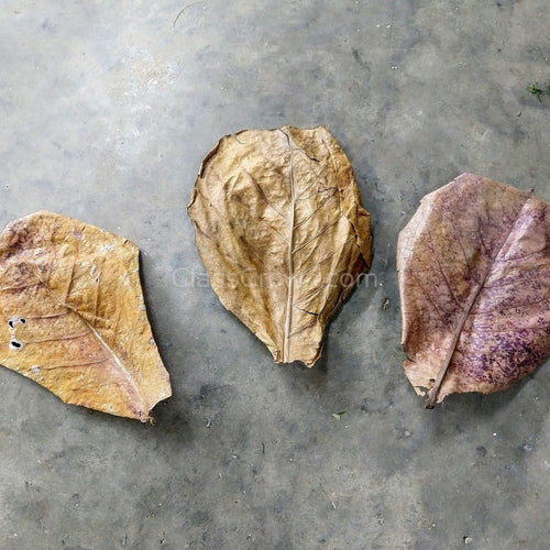 Catappa Indian Almond Leaves