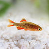 Celestial Pearl Danios (Galaxy Rasboras) 6 Pack