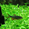 Celestial Pearl Danios (Galaxy Rasboras) 6 Pack