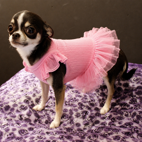 Flutter Sleeve Dog Tutu Dress – Ribbed Knit Puppy Ballet Dress with Layered Tulle Skirt for Small Dogs