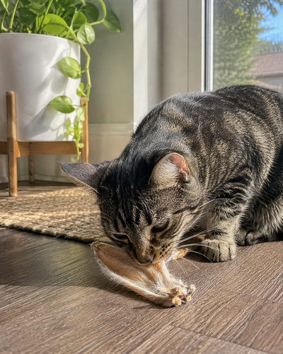 Rabbit Ears for Dogs & Cats | Single-Ingredient Natural Chew | Whisker & Tail Co.