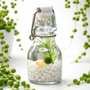 Classic Swing Top Glass Bottle with Nano Moss Ball Pet