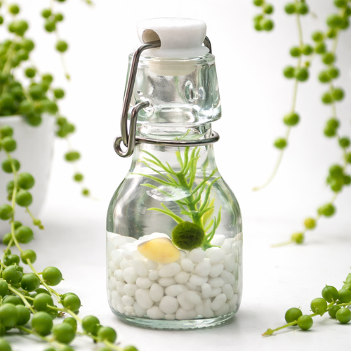 Classic Swing Top Glass Bottle with Nano Moss Ball Pet